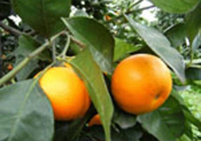 مبيت وإفطار Baglio Delle Rose