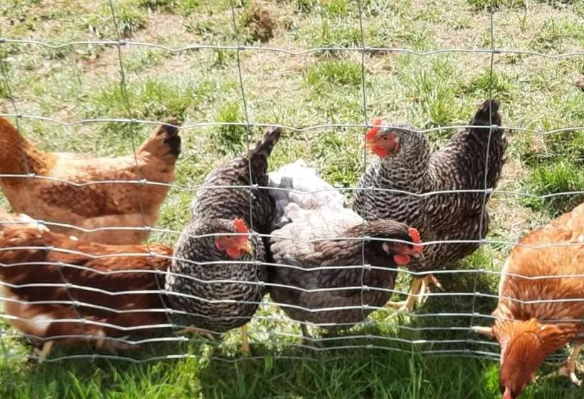 هتل Landgasthof Simon