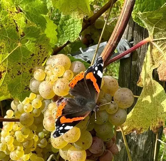 هتل Landgasthof Simon