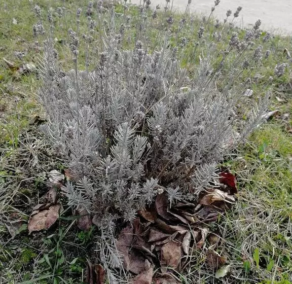 Majatalo Zsuzsanna Vendégház