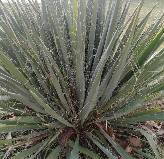 بنسيون Zsuzsanna Vendégház