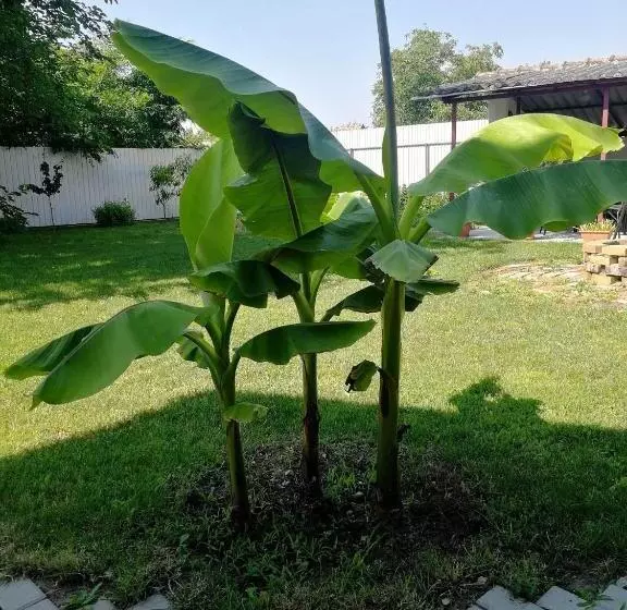 Majatalo Zsuzsanna Vendégház