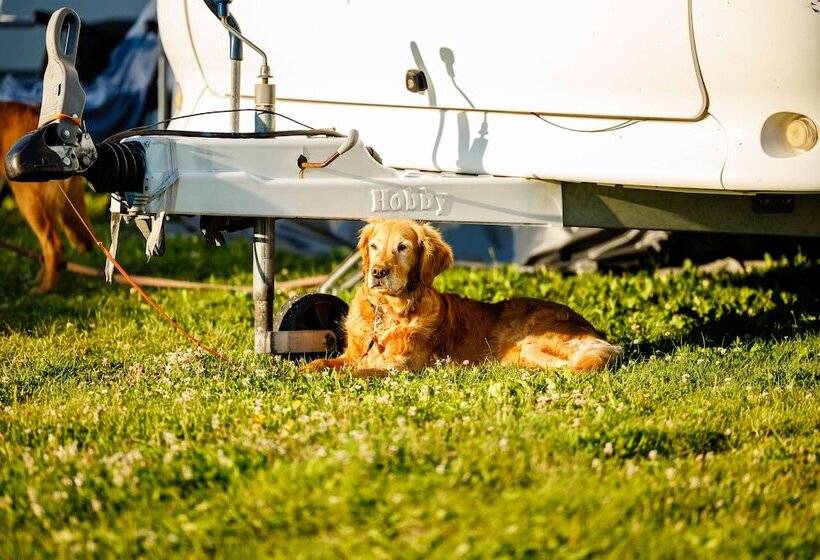 リゾートホテル First Camp Björknäs Boden