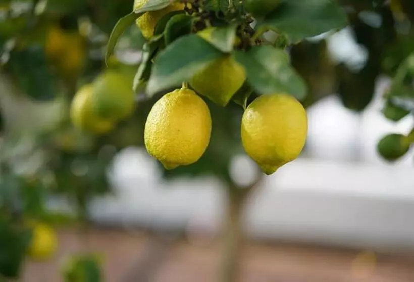 Majatalo Foot Loose & Fancy Free