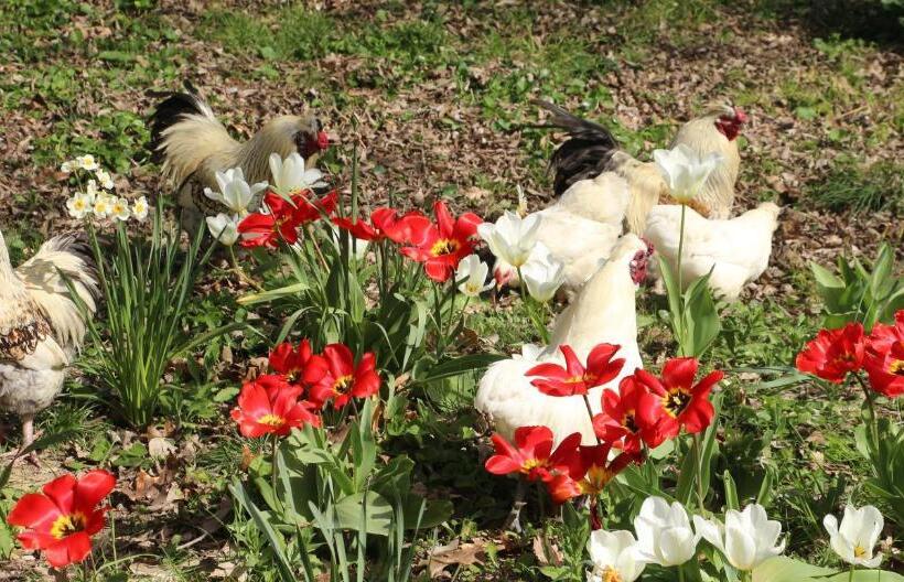 مبيت وإفطار La Closerie De L Autan