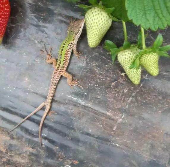 Aamiaismajoitus (B&B) Twin Tails