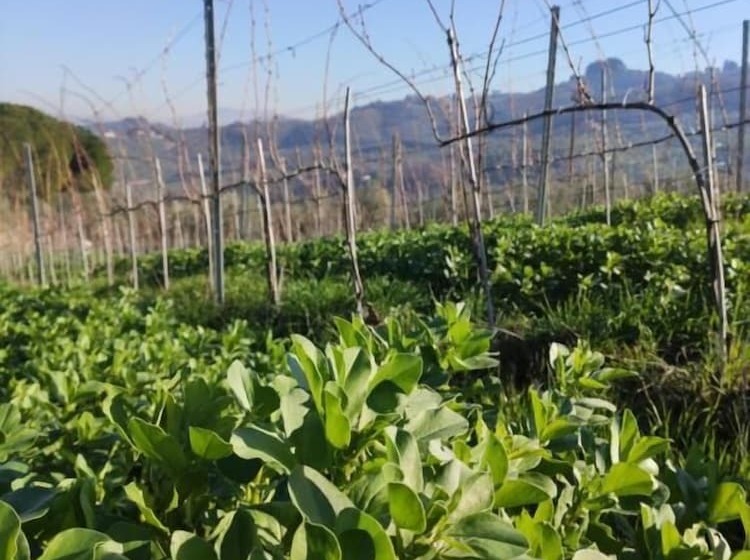 Отель Agriturismo Sotto La Rocca