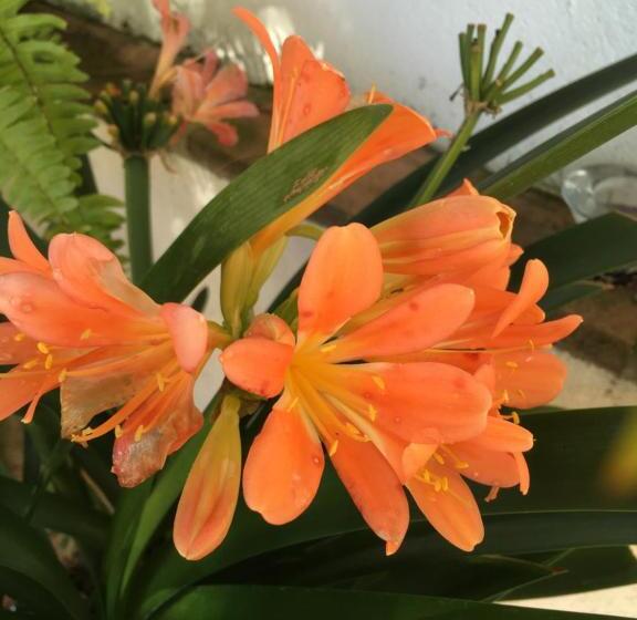 تختخواب و صبحانه Villa De La Luz Luxury Guesthouse