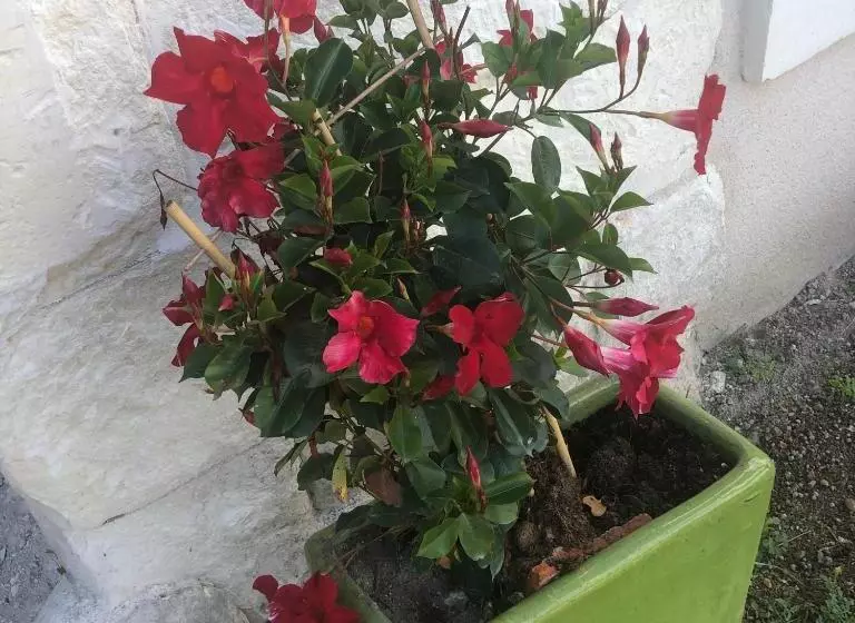 ペンション Grand Gite En Rez De Jardin