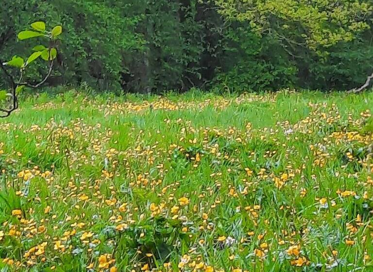 住宿加早餐  Chambre D Hôte Le Châtaignier