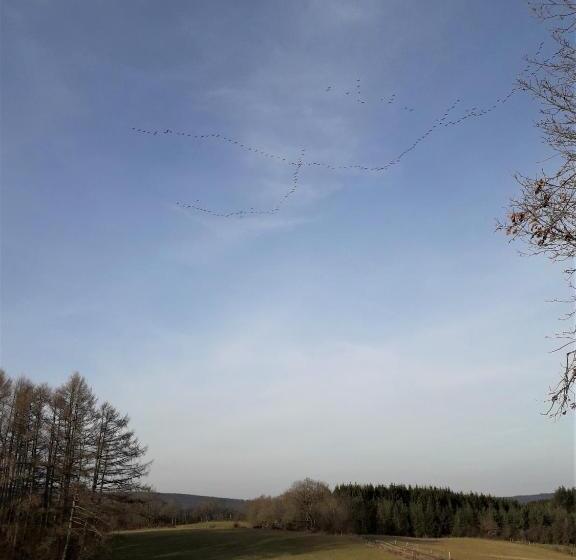 تختخواب و صبحانه Cochlea