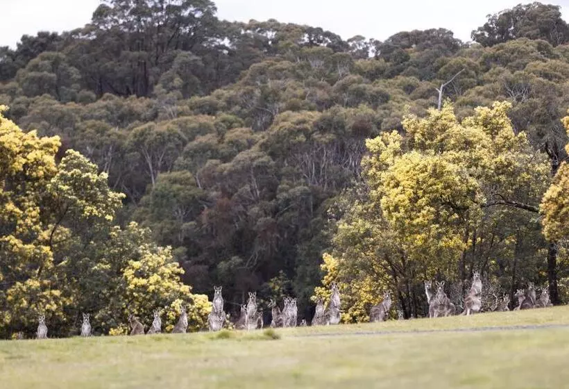 Aamiaismajoitus (B&B) Hanging Rock Views