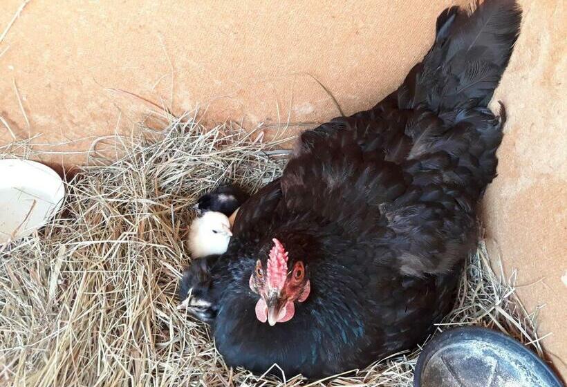 민박 Les Vergers De Cussy