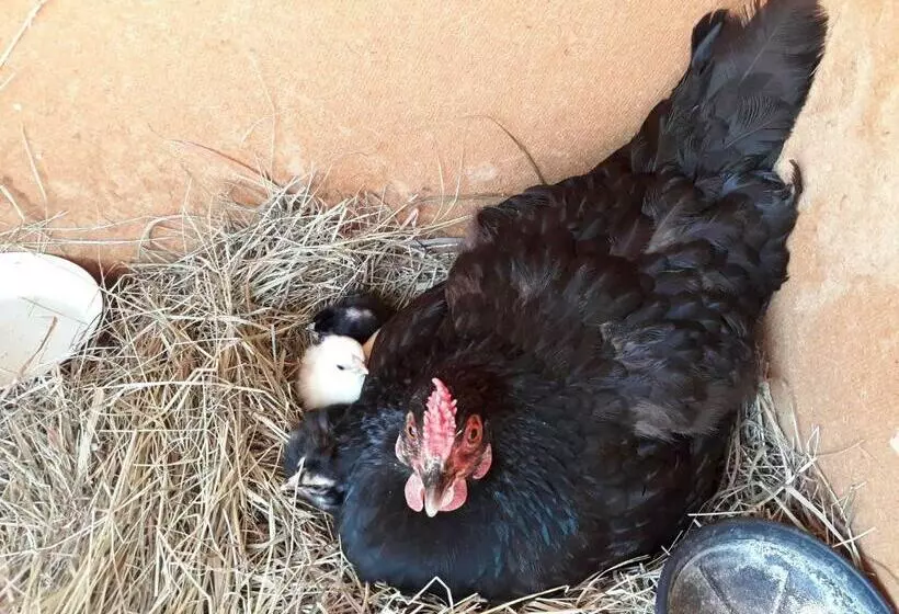 Aamiaismajoitus (B&B) Les Vergers De Cussy