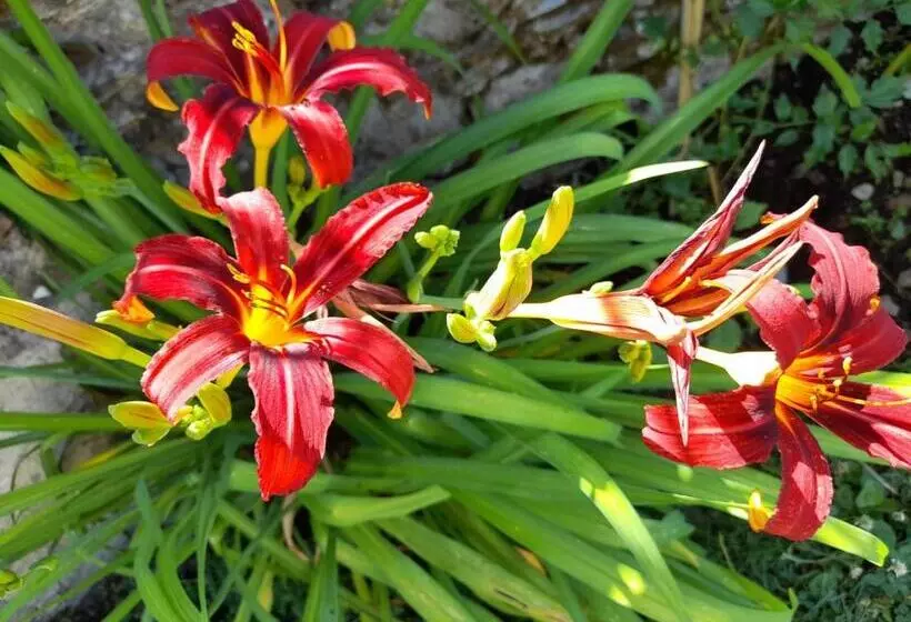 Aamiaismajoitus (B&B) Monti Guesthouse