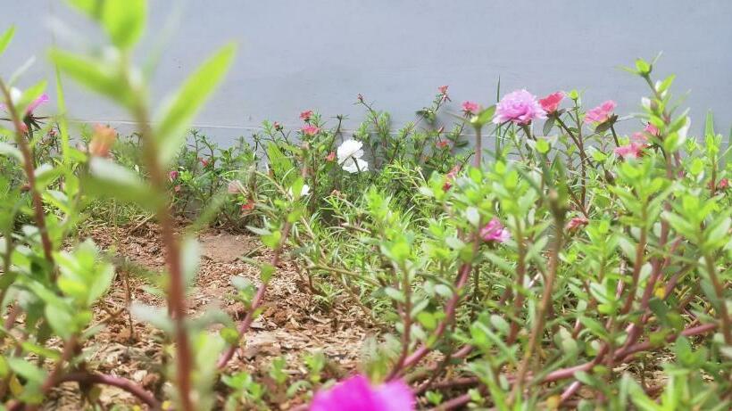 בית מלון כפרי Aqsa Guest House Ciamis Syariah