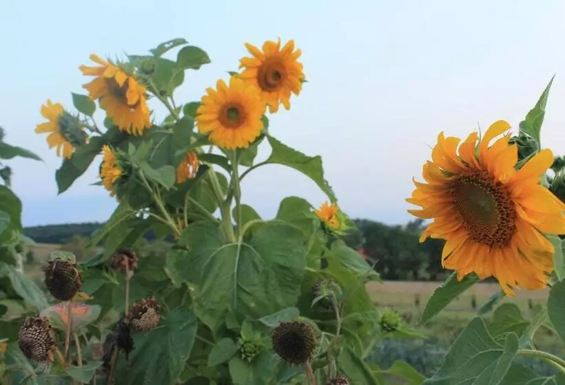 Majatalo Au Mas De Janita