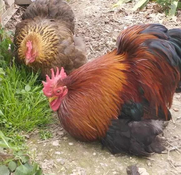 Pensione Cà Degli Ulivi