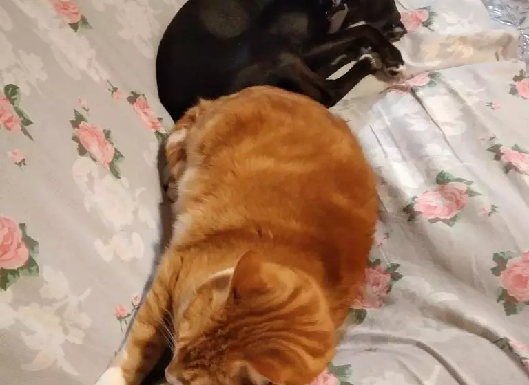 Pensione Cà Degli Ulivi