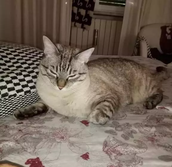 Pensione Cà Degli Ulivi