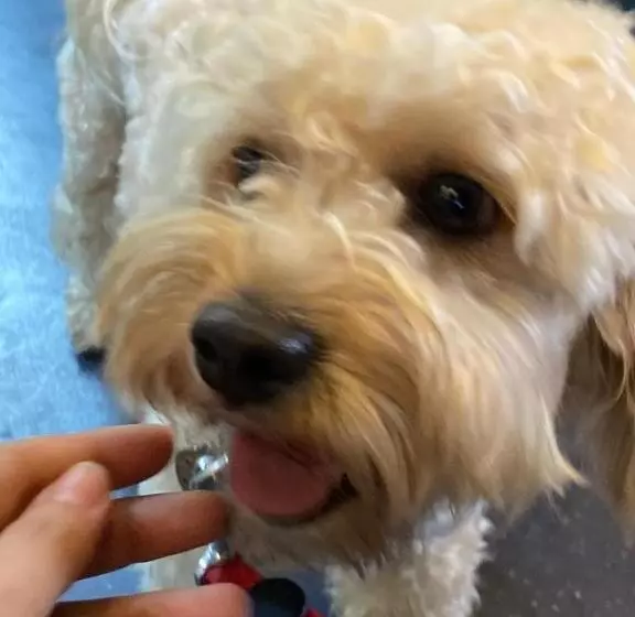 Pensione Cà Degli Ulivi