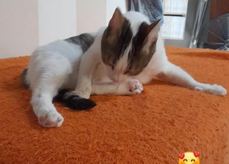 Pensione Cà Degli Ulivi