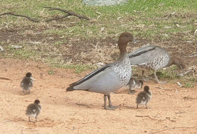 بنسيون Riversands Rest Accommodation Paringa   Coobah Cottage