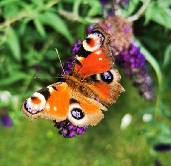 تختخواب و صبحانه Chez Hortense