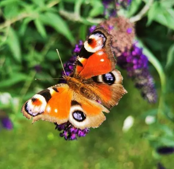 Aamiaismajoitus (B&B) Chez Hortense