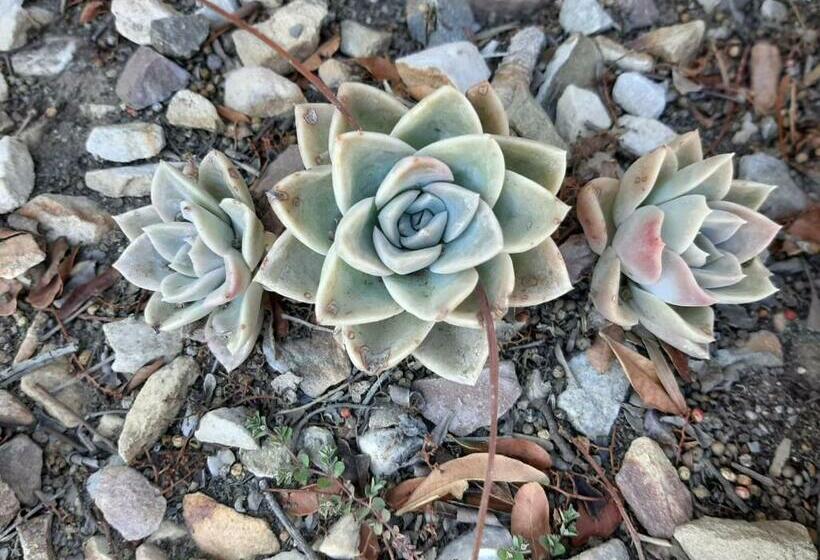 פנסיון Dagbreek