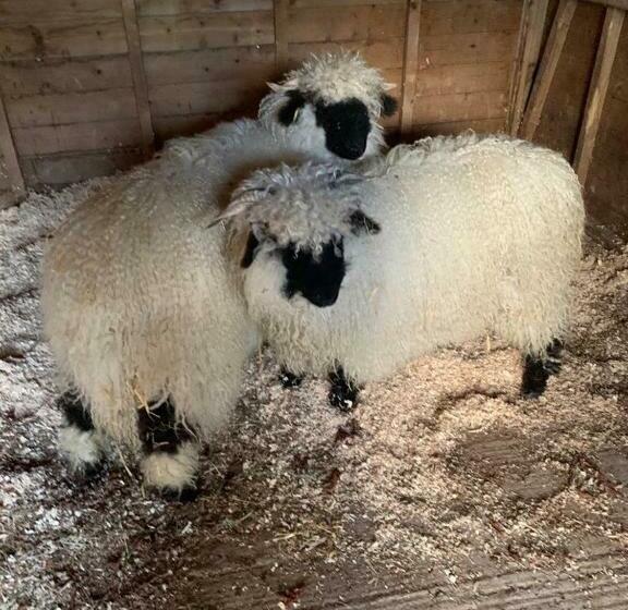 بنسيون The Reindeer Retreat Buttercup Twin