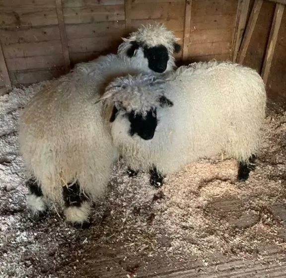 Majatalo The Reindeer Retreat Buttercup Twin