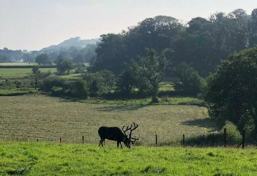 Majatalo The Reindeer Retreat Buttercup Twin