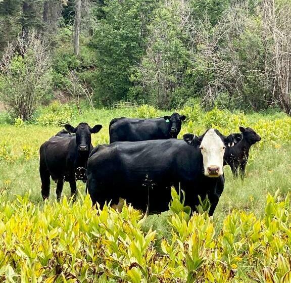 אתר נופש Navajo Peak Lodge