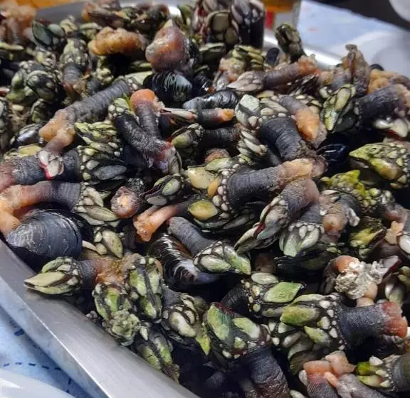 ペンション Casa Mestre