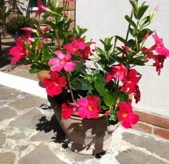ペンション Casa Pianta