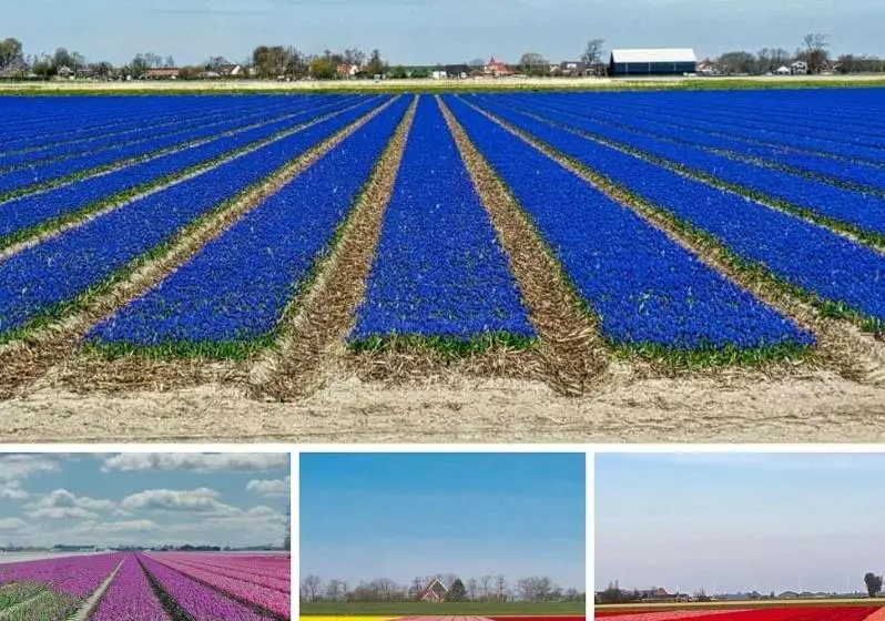 Aamiaismajoitus (B&B) Luxe Bloemenzicht 4 Personen, Bnb, 10 Minuten Van Zee