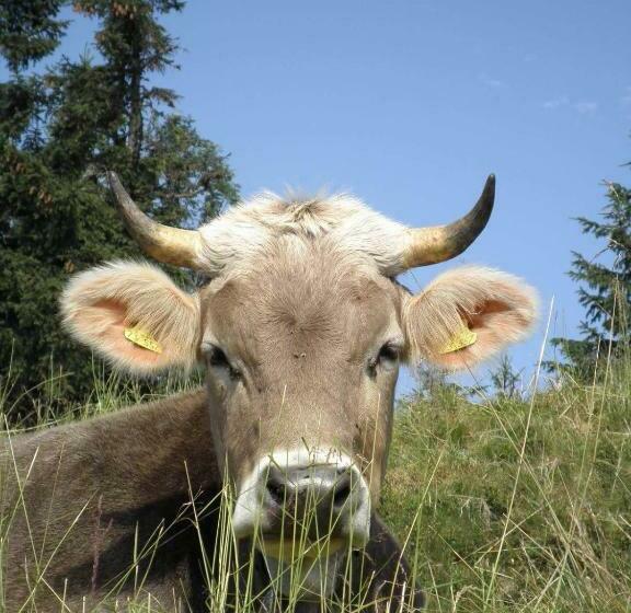 ペンション Doppelzimmer Heimatliebe