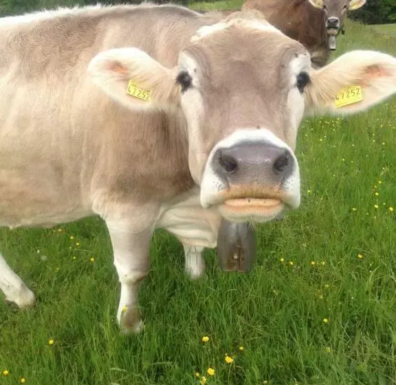 Majatalo Doppelzimmer Heimatliebe