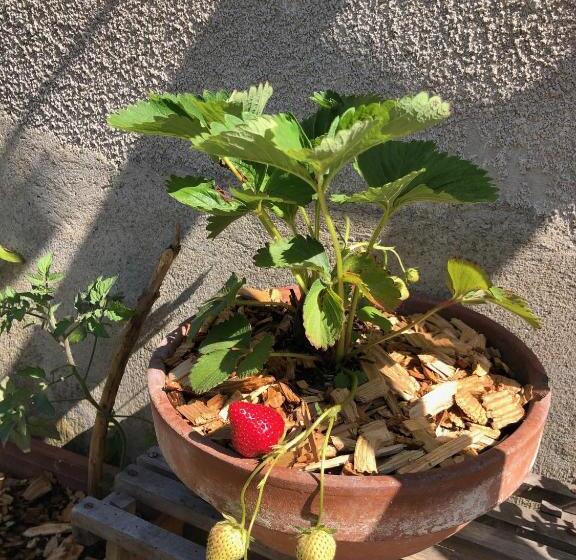 Pensjonat La Saônette