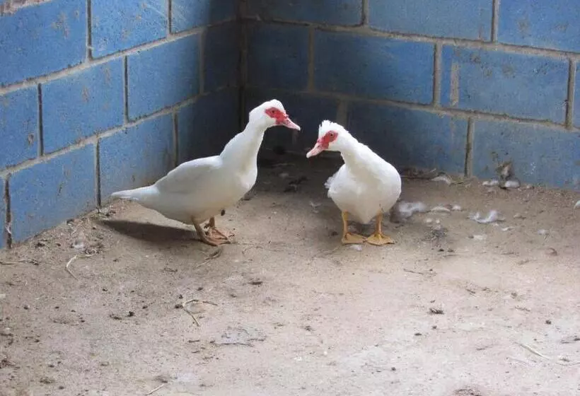 Majatalo Hospedaria Rancho Ferreira