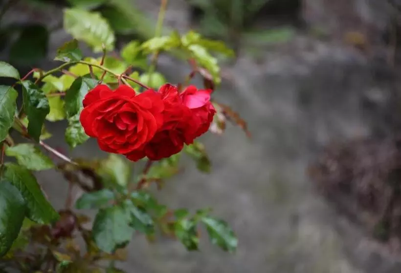 Majatalo Star Dream Manor