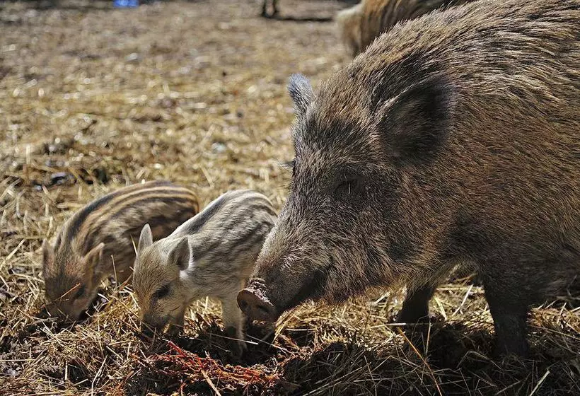 Отель Arbatax Park Resort Il Villaggio