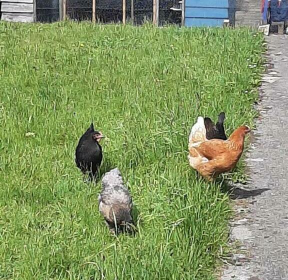 פנסיון Nellys Bed And Bikes