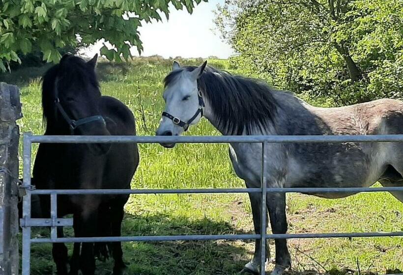 פנסיון Nellys Bed And Bikes