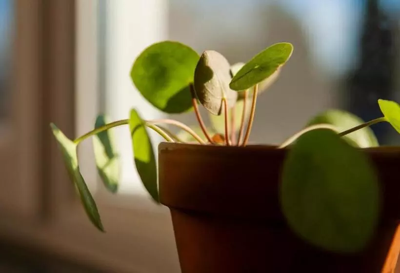 Majatalo The Farmer S Daughter