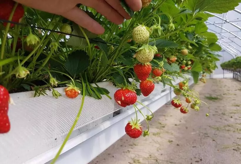 ベッドアンドブレックファースト Agriturismo La Giasena