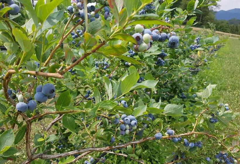 צימר Agriturismo La Giasena