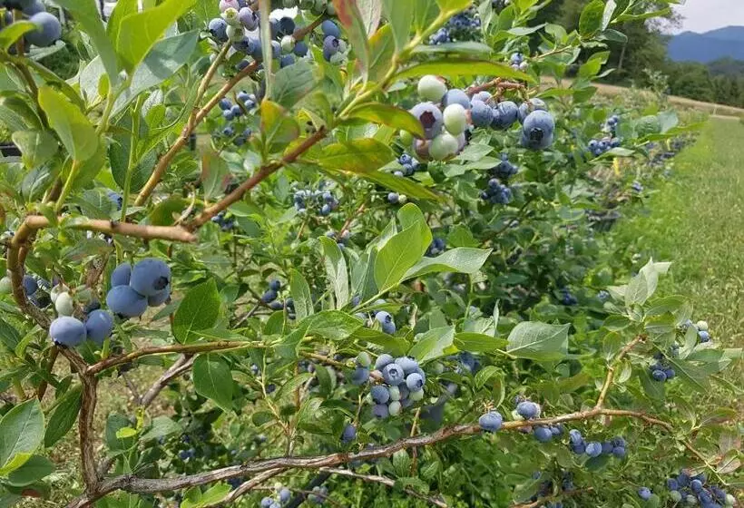 ベッドアンドブレックファースト Agriturismo La Giasena