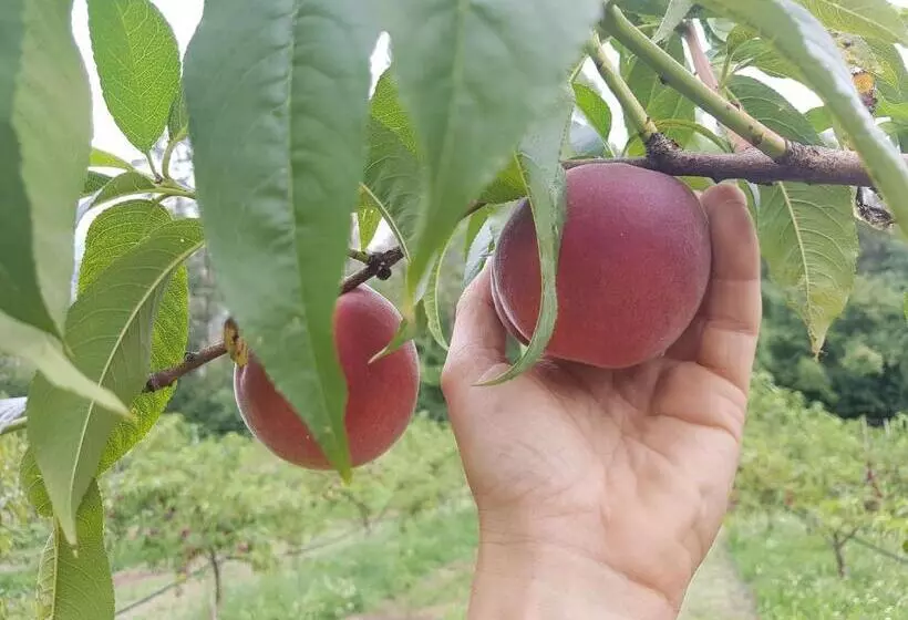 ベッドアンドブレックファースト Agriturismo La Giasena